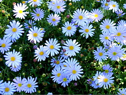 Blaues Gänseblümchen