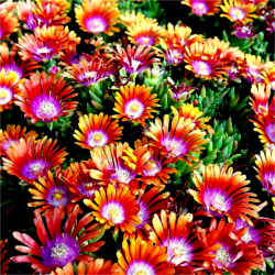 Mittagsblume Delosperma fire spinner