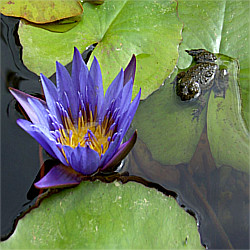 Tropische Seerose und Gelbbauchunke