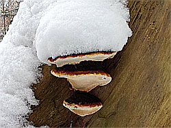 Baumpilz mit Schneehaube