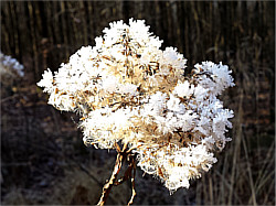 Reifkristalle auf alter Blütendolde