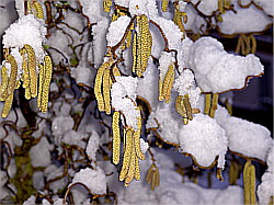 Blühende Korkenzieherhaselnuss im Schnee