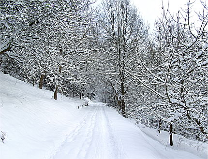 Viel Schnee am Wengertsberg